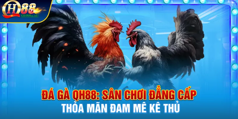 Đá gà Qh88, nơi thỏa mãn đam mê của các kê thủ